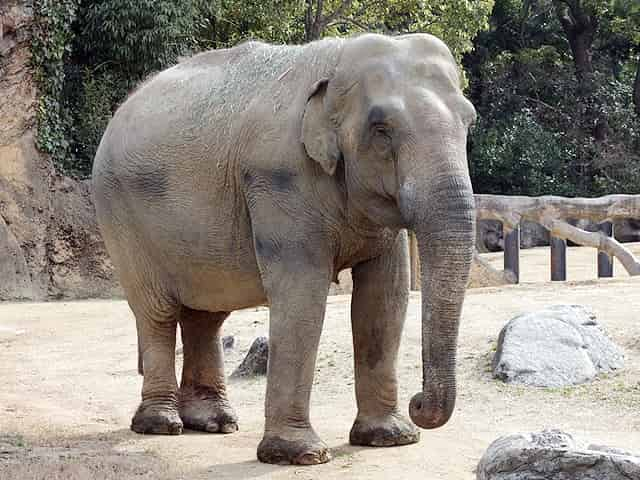 動物図鑑、アジアゾウ