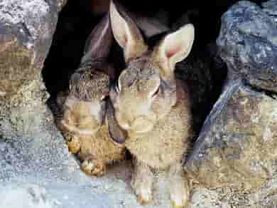 動物図鑑、イエウサギ