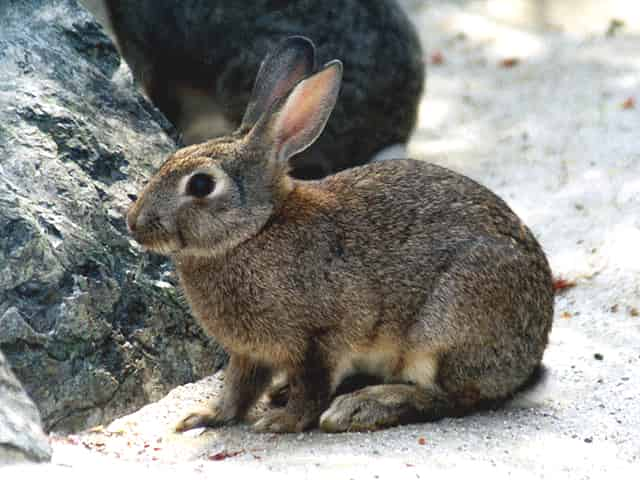 動物図鑑、ノウサギ