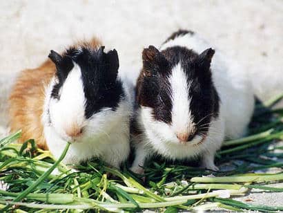 動物図鑑・テンジクネズミ(モルモット)