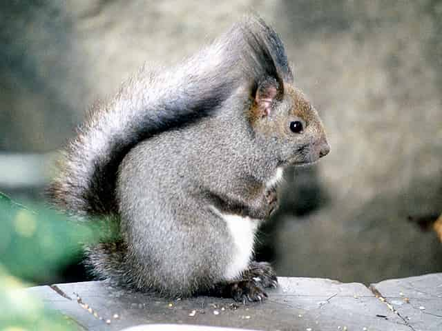 動物図鑑、コウライリス