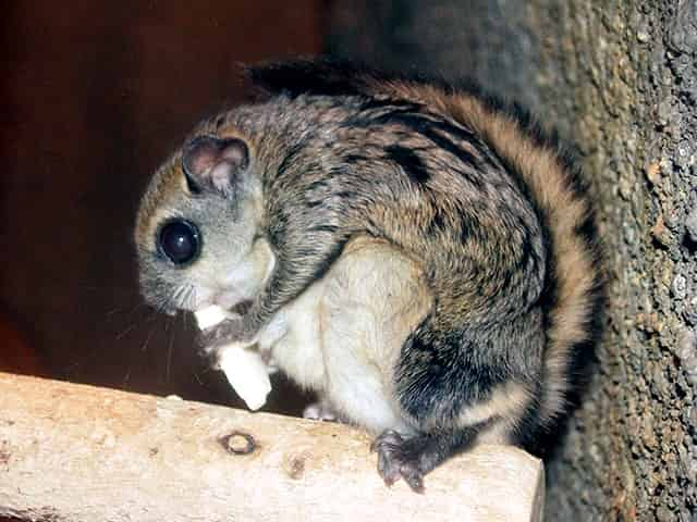 動物図鑑、モモンガ