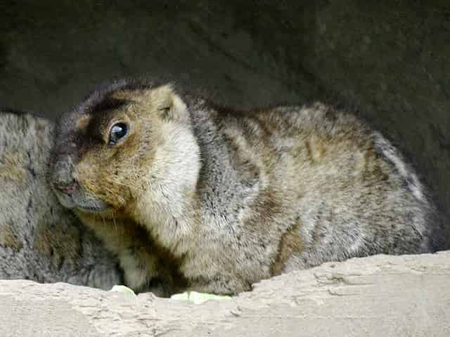 動物図鑑、モンゴルマーモット