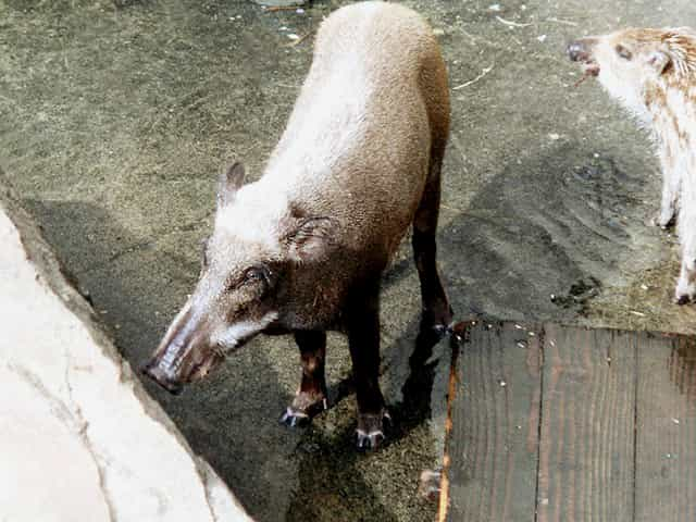 動物図鑑、イノシシ