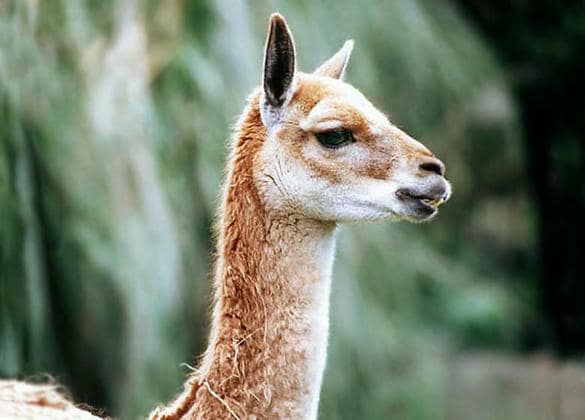 動物図鑑・ビクーナ