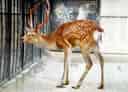 動物図鑑、キュウシュウジカ
