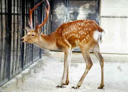 動物図鑑・キュウシュウジカ