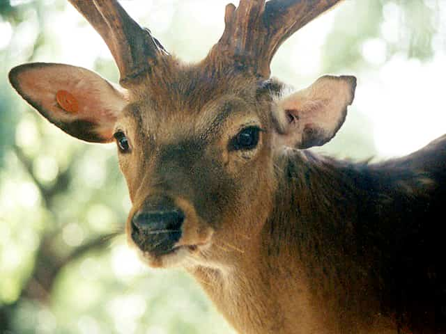 動物図鑑、ニホンジカ