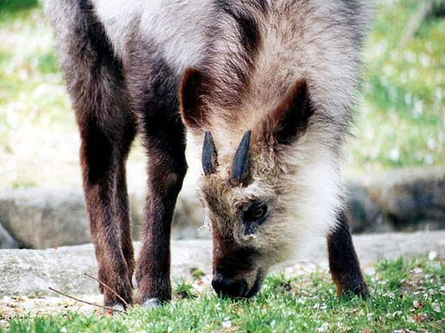 動物図鑑、ニホンカモシカ