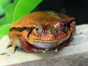 動物図鑑、カエル目