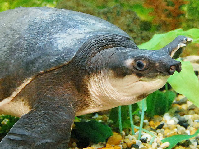 動物図鑑、スッポンモドキ