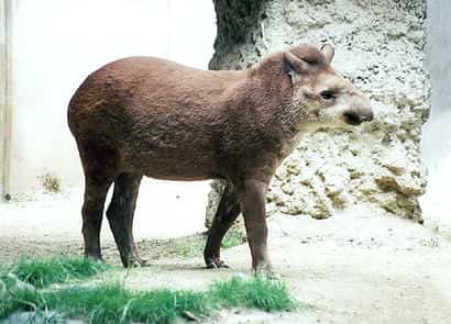 動物図鑑・アメリカバク