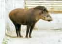 動物図鑑・アメリカバク 3