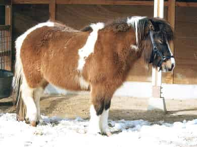 動物図鑑・シェトランドポニー