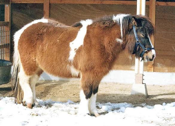 動物図鑑・シェトランドポニー