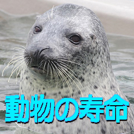 動物の寿命