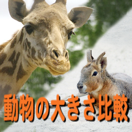 動物の大きさの比較