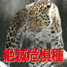 絶滅危惧種