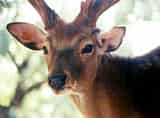 動物図鑑、ニホンジカ