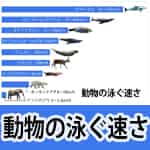 動物の泳ぐ速さ