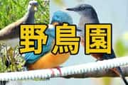鳥類の検索