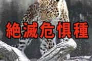 絶滅危惧種の動物