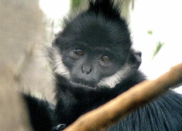 動物図鑑・フランソワルトン