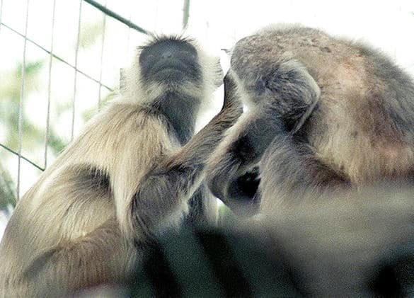 動物図鑑・ハヌマンラングール
