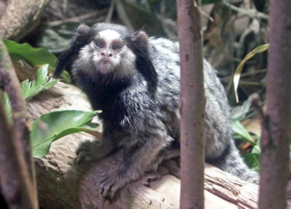 動物図鑑・クロミミマーモセット