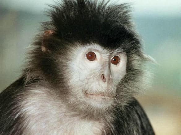 シルバールトン