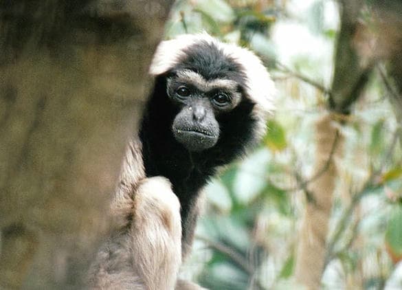 動物図鑑・ボウシテナガザル