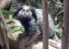 動物図鑑、クロミミマーモセット