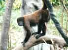 動物図鑑、ウーリーモンキー