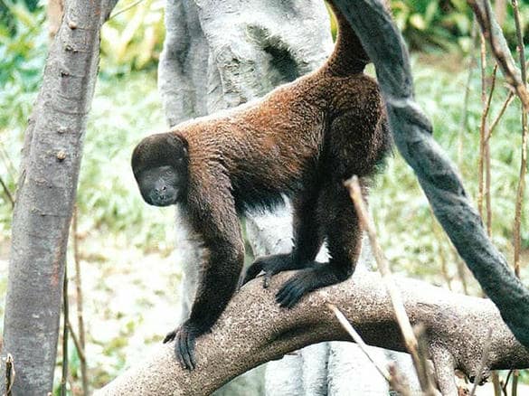 動物図鑑・コモンウーリーモンキー