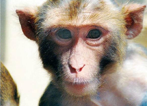 動物図鑑・アカゲザル