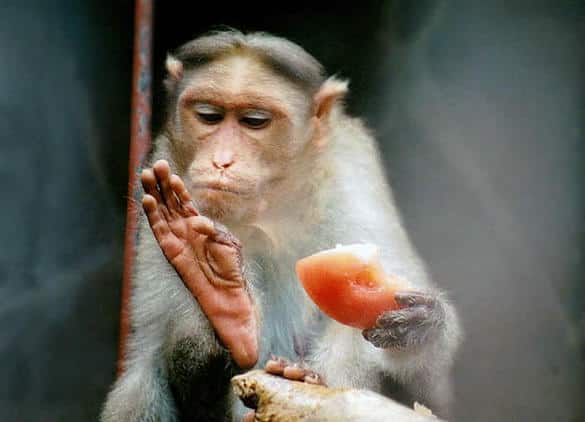 動物図鑑・ボンネットモンキー