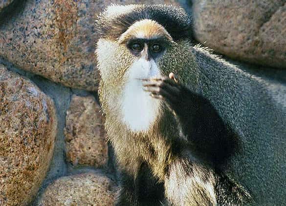 動物図鑑・ブラッザグエノン