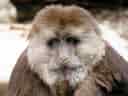 動物図鑑、チベットモンキー