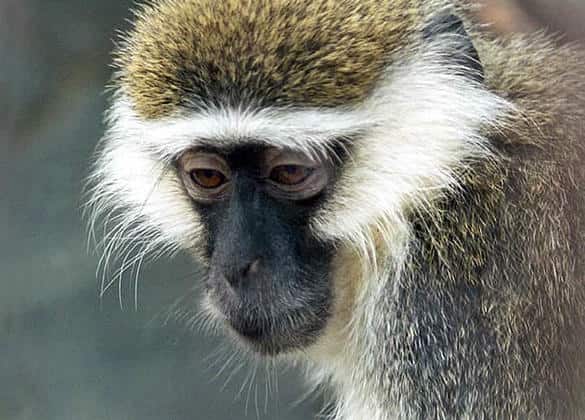 動物図鑑・サバンナモンキー