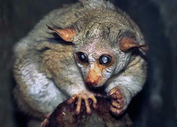 動物図鑑・オオガラゴ