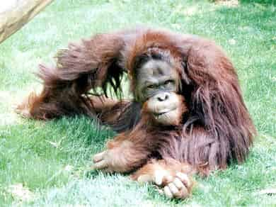 動物図鑑・ボルネオオランウータン