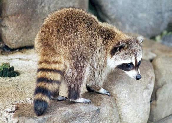 動物図鑑・アライグマ