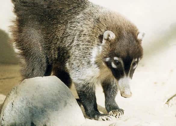 動物図鑑・ハナジロハナグマ