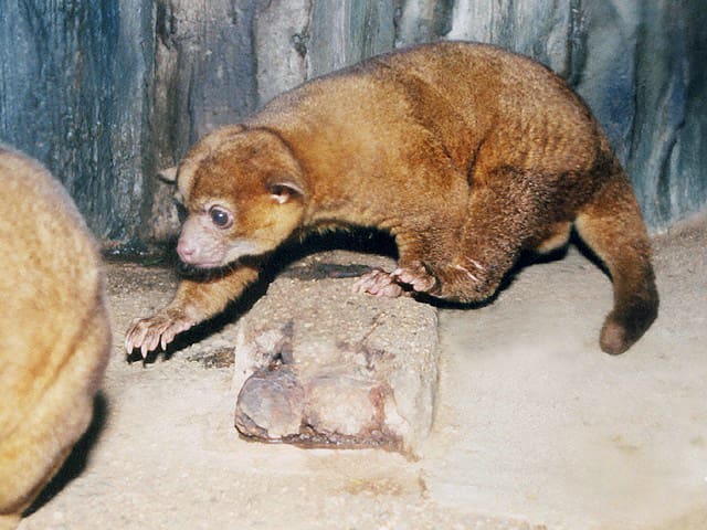 動物図鑑、キンカジュー