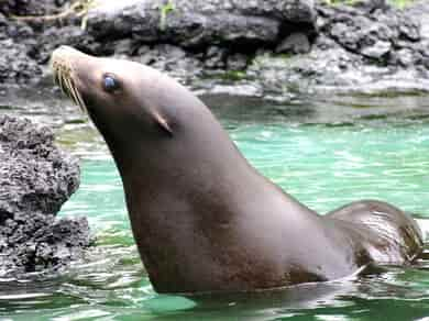 動物図鑑・カリフォルニアアシカ