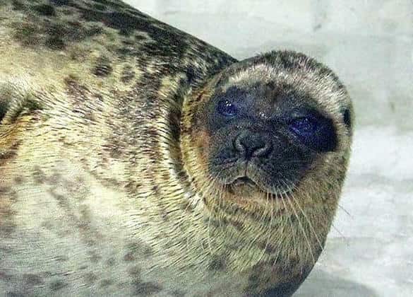 動物図鑑・ワモンアザラシ