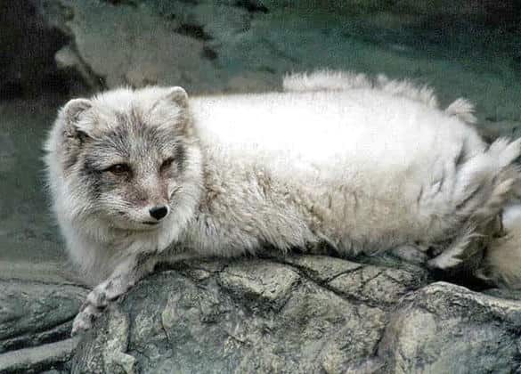 動物図鑑・ホッキョクギツネ