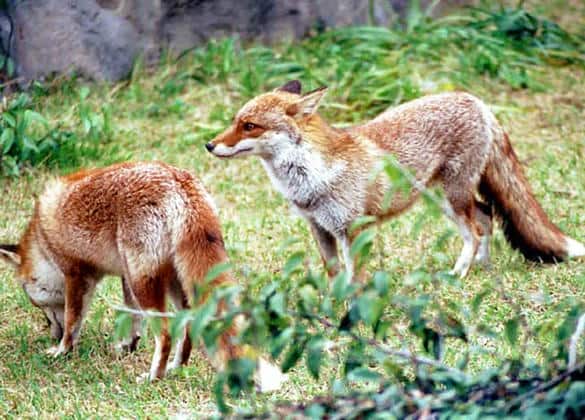 動物図鑑・アカギツネ