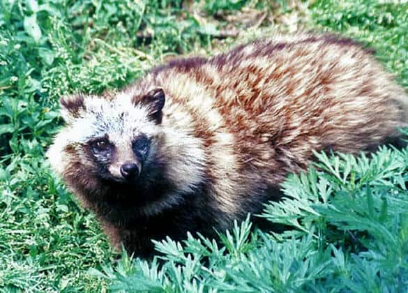 動物図鑑・タヌキ