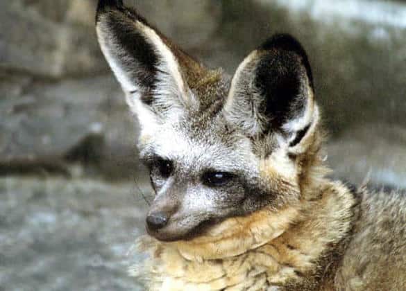 動物図鑑・オオミミギツネ